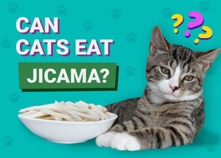 Can Cats Eat Jicama? A Comprehensive Guide to Feline Nutrition
