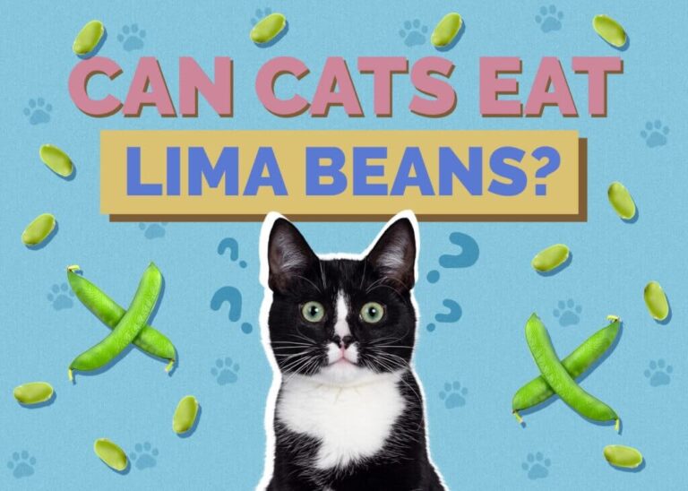 Can Cats Eat Lima Beans? A Comprehensive Guide to Feline Nutrition