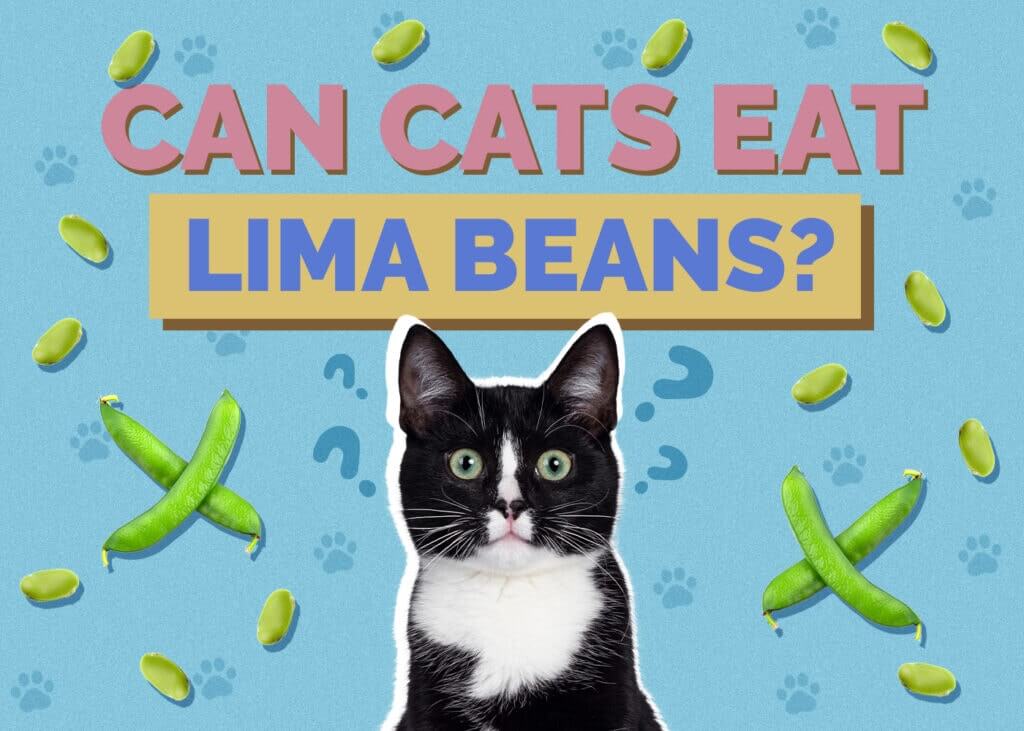Can Cats Eat Lima Beans?