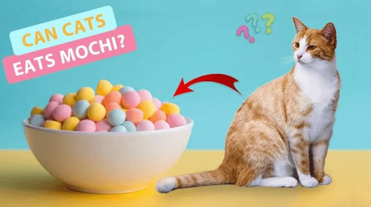 Can Cats Eat Mochi?