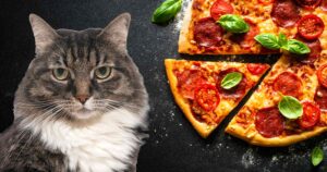 Can Cats Eat Mushrooms from Pizza