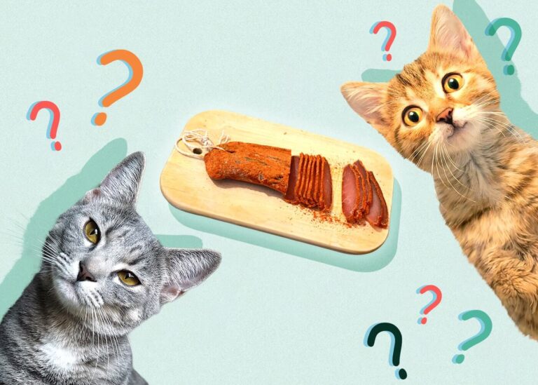 Can Cats Eat Pastrami? A Guide to Safe and Healthy Treats