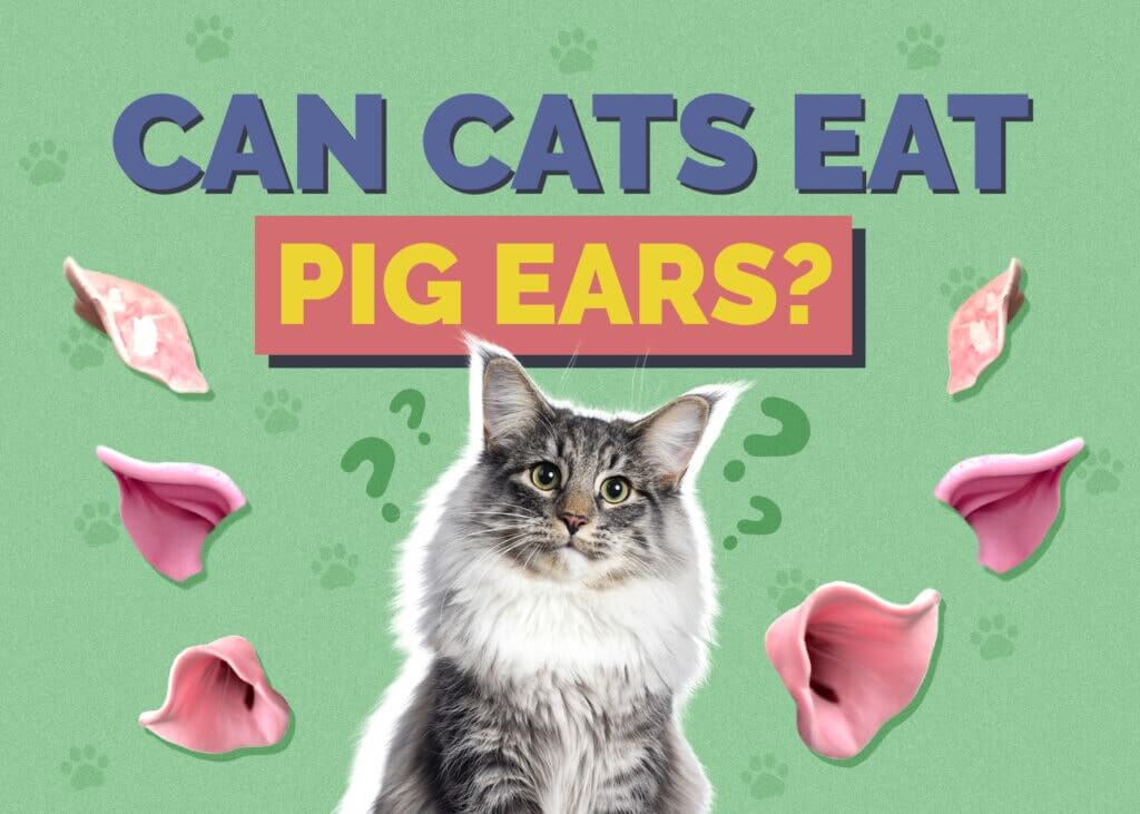 Can Cats Eat Pigs Ears