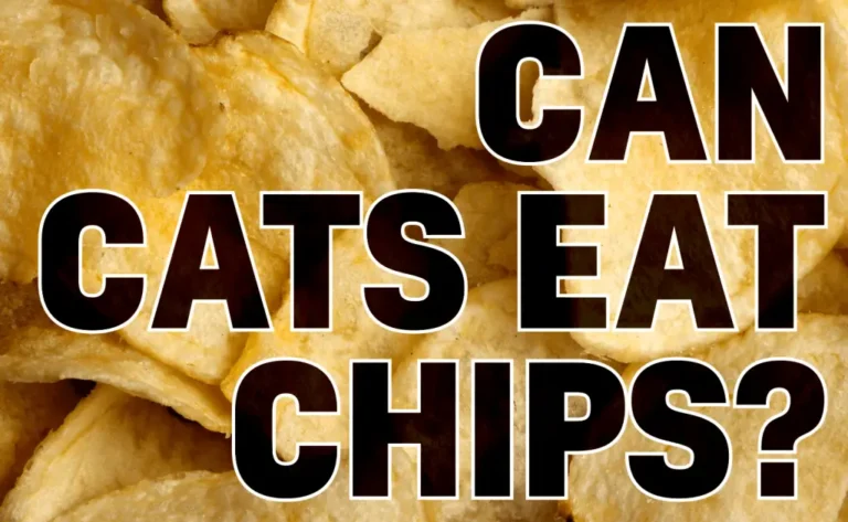 Can Cats Eat Plantain Chips? A Comprehensive Guide to Feline Nutrition