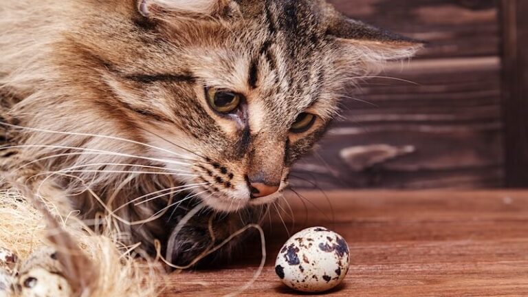 Can Cats Eat Quail Egg Shells? A Comprehensive Guide to Feline Nutrition