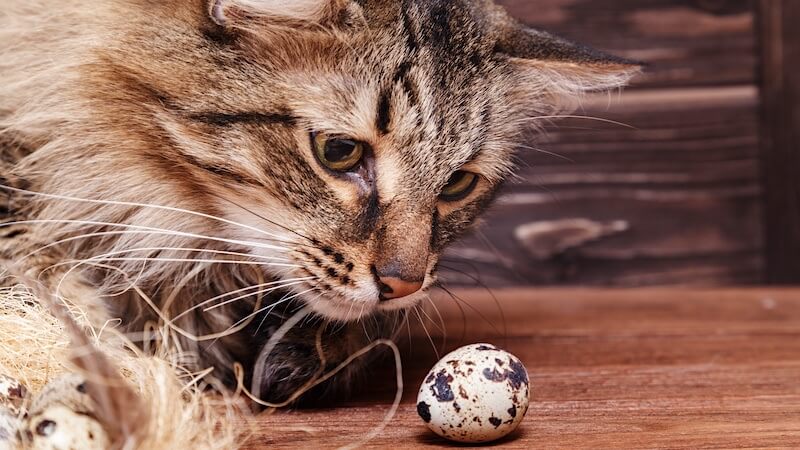 Can Cats Eat Quail Egg Shells