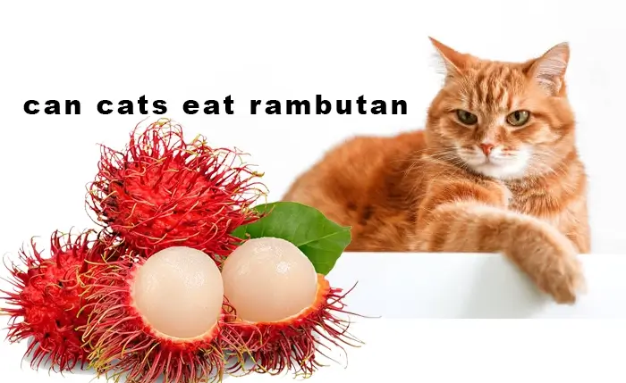 Can Cats Eat Rambutan? A Guide to Feline-Friendly Fruit Consumption