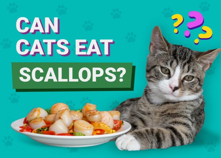 Can Cats Eat Scallops? A Guide to Feeding Your Feline Friend