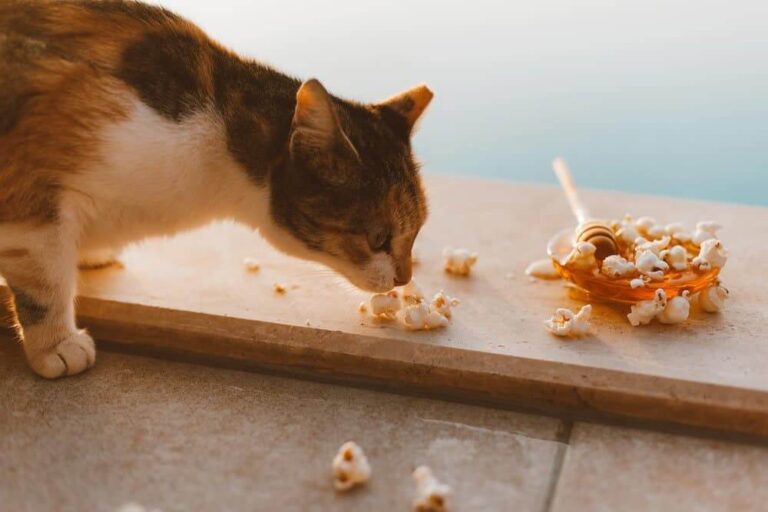 Can Cats Safely Enjoy Smartfood Popcorn? A Comprehensive Guide to Feline Snacking