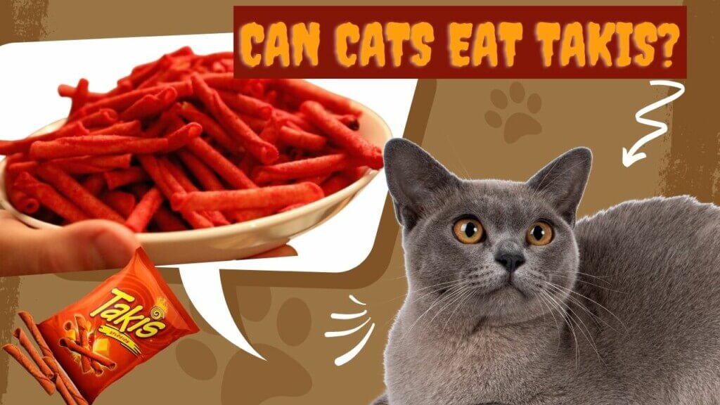 Can Cats Eat Takis