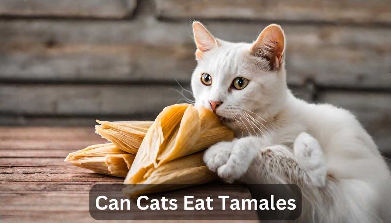 Can Cats Eat Tamales