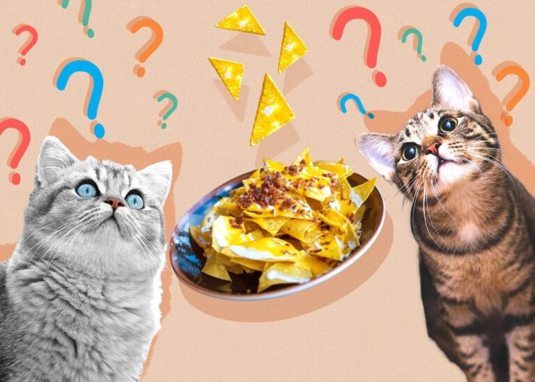 Can Cats Safely Enjoy Tortilla Chips? A Comprehensive Guide