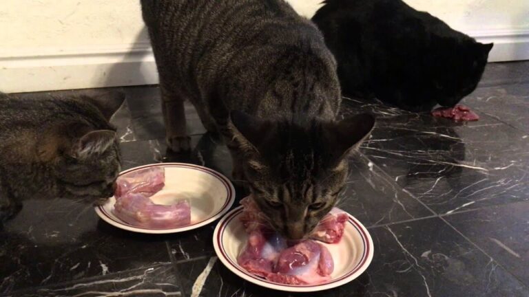 Can Cats Eat Turkey Necks? A Comprehensive Guide for Cat Owners