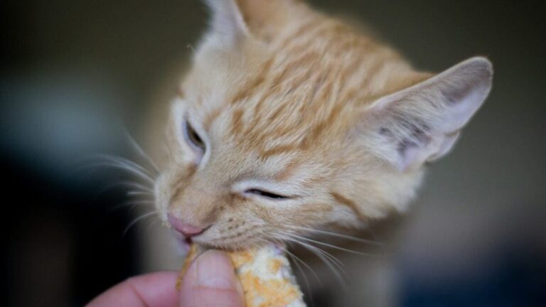 Can Cats Eat Veggie Straws? A Comprehensive Guide to Feline Nutrition