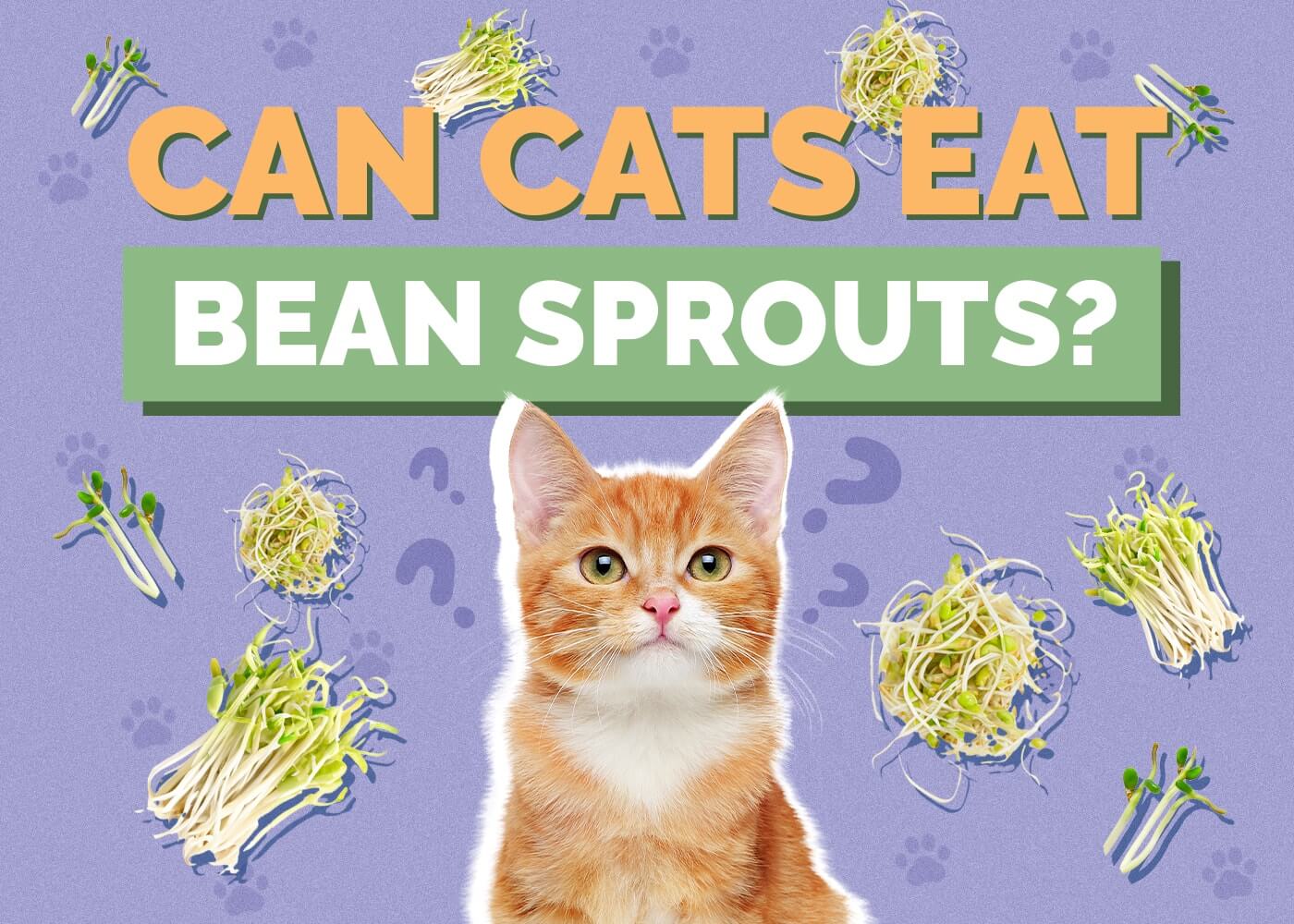 Can Cats and Dogs Eat Bean Sprouts?