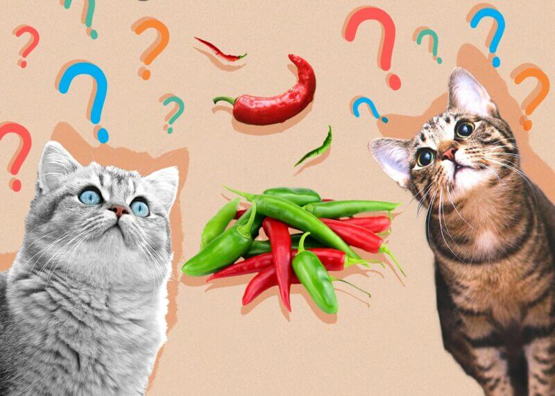 Can Cats and Dogs Eat Jalapenos?
