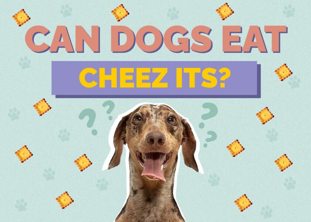 Can Dogs Eat Cheez its