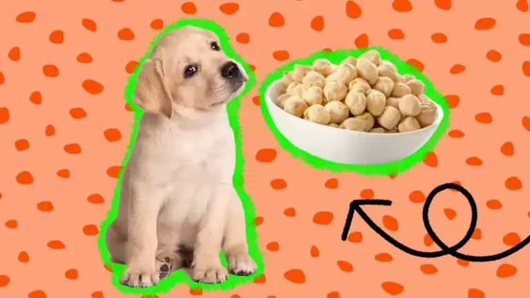 Can Cats and Dogs Eat Chickpeas? A Comprehensive Guide to Safe and Healthy Treats