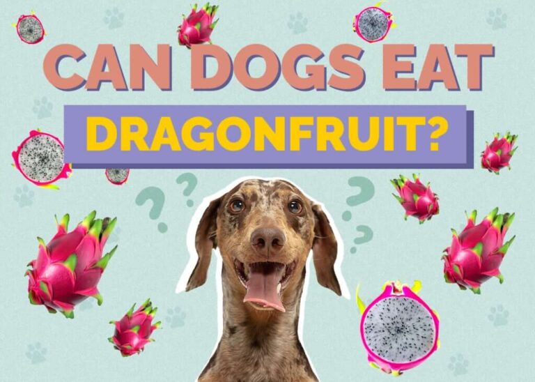 Can Cats Eat Dragon Fruit? A Comprehensive Guide for Cat Owners