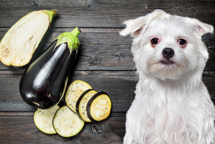 Can Dogs Eat Eggplant? A Comprehensive Guide to Eggplant for Your Canine Companion