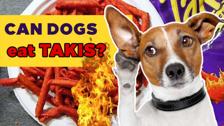 Can Dogs Eat Takis? A Comprehensive Guide for Responsible Pet Owners