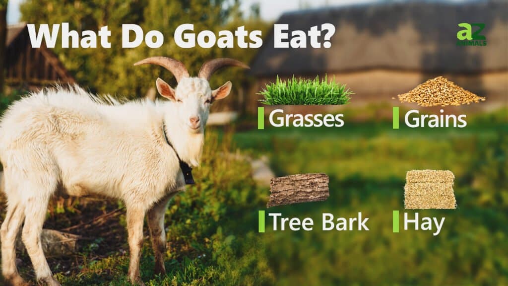 Can Goats Eat Cat Food
