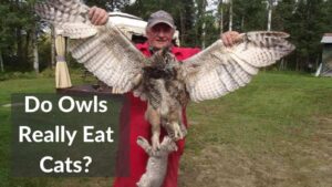 Can a Barn Owl Eat a Cat