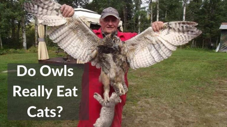 Can a Barn Owl Eat a Cat? A Comprehensive Guide for Cat Owners