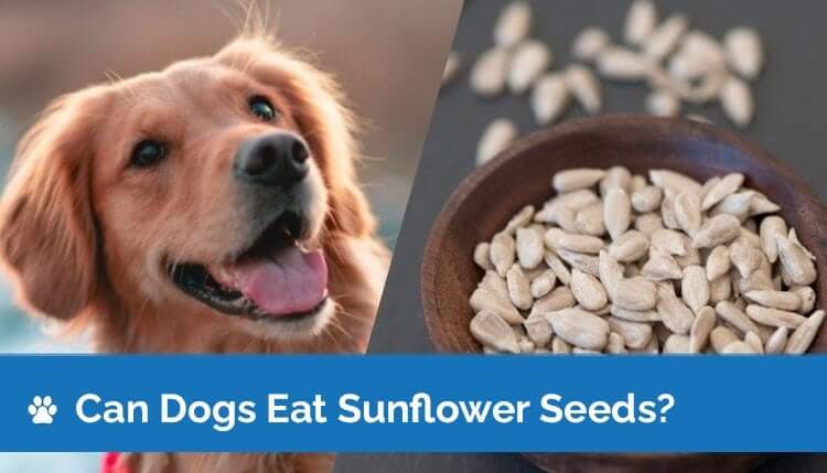 Can a Dog Eat Sunflower Seeds?