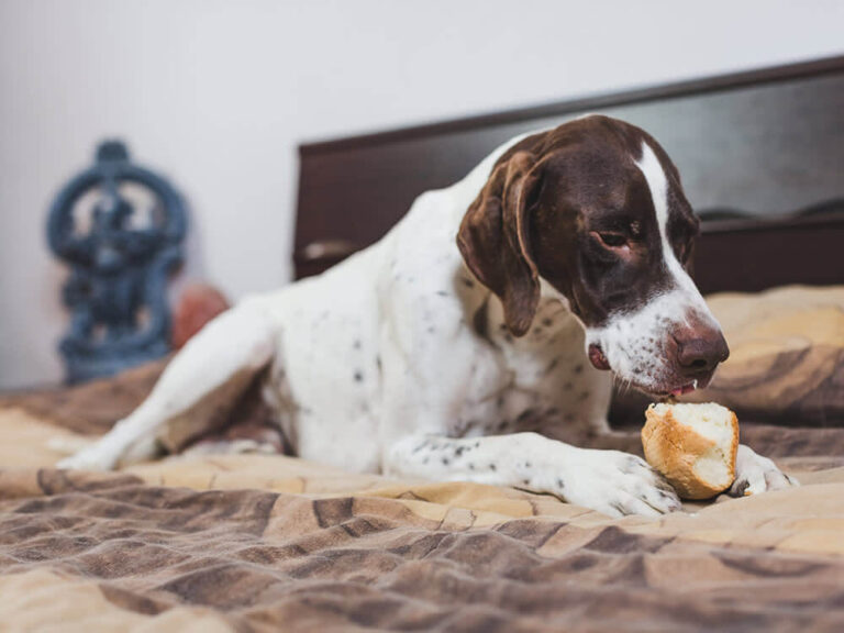 Can Dogs Eat Sourdough Bread? A Comprehensive Guide for Cat Owners