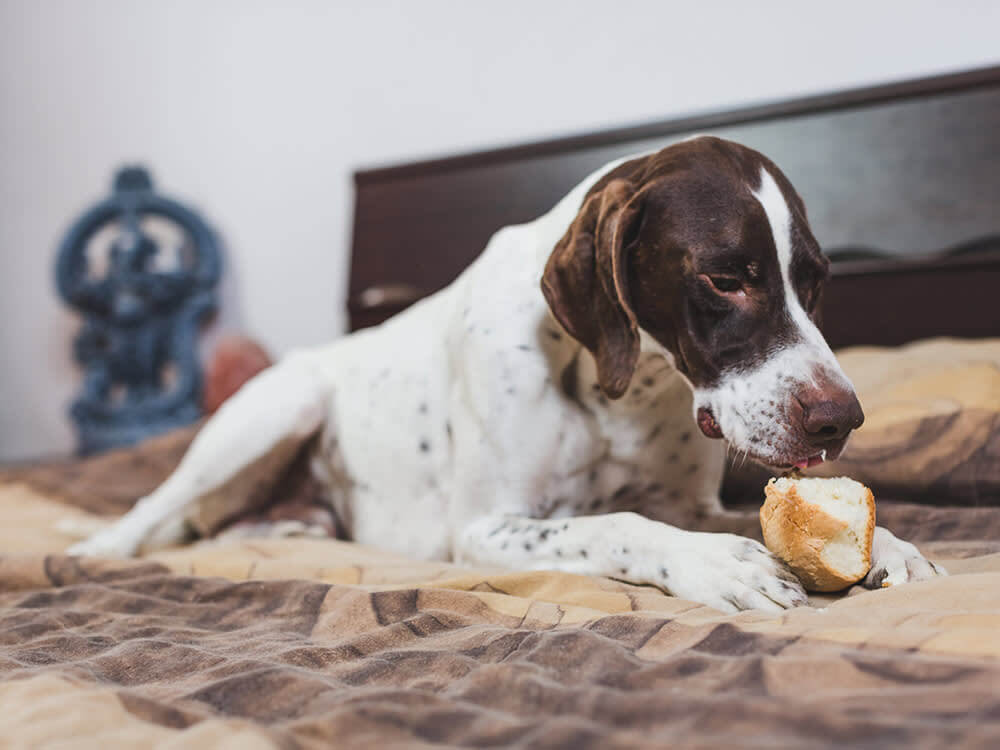 Can Dogs Eat Sourdough Bread?