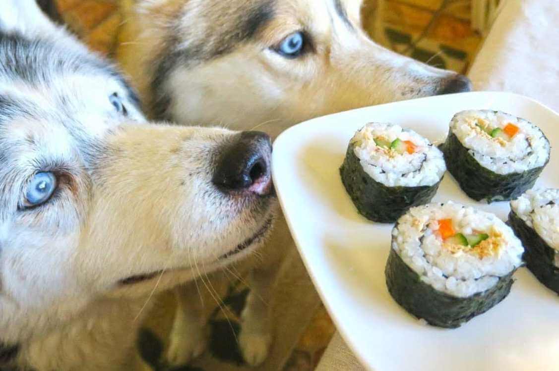 can dogs eat sushi?
