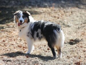 Australian Shepherd Dog