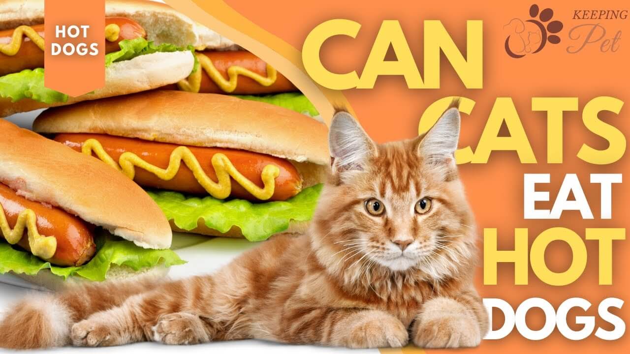 Can Cat Eat Raw Hot Dogs?