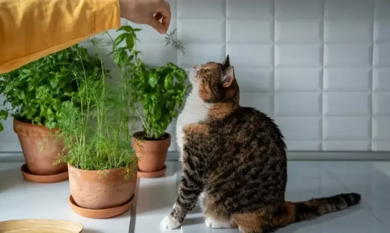 Can Dogs Eat Dill? A Comprehensive Guide to Feline Companionship