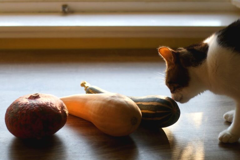 Can Cats Eat Acorn Squash? A Comprehensive Guide for Cat Owners