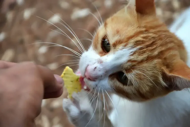 Can Cats Eat Animal Crackers? A Comprehensive Guide for Cat Owners