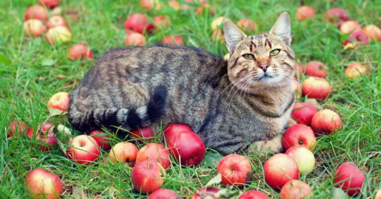 Can Cats Eat Apples? A Comprehensive Guide For Cat Owners
