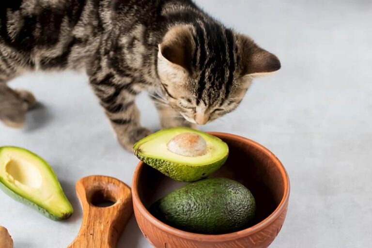 Can Cats Eat Avocado? A Comprehensive Guide For Cat Owners