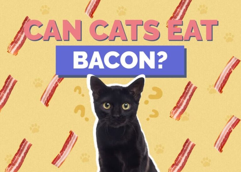 Can Cats Eat Bacon? A Comprehensive Guide For Cat Owners