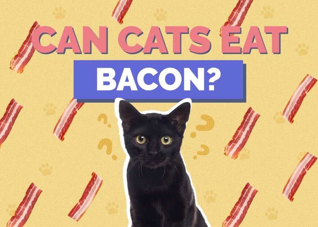 Can Cats Eat Bacon?