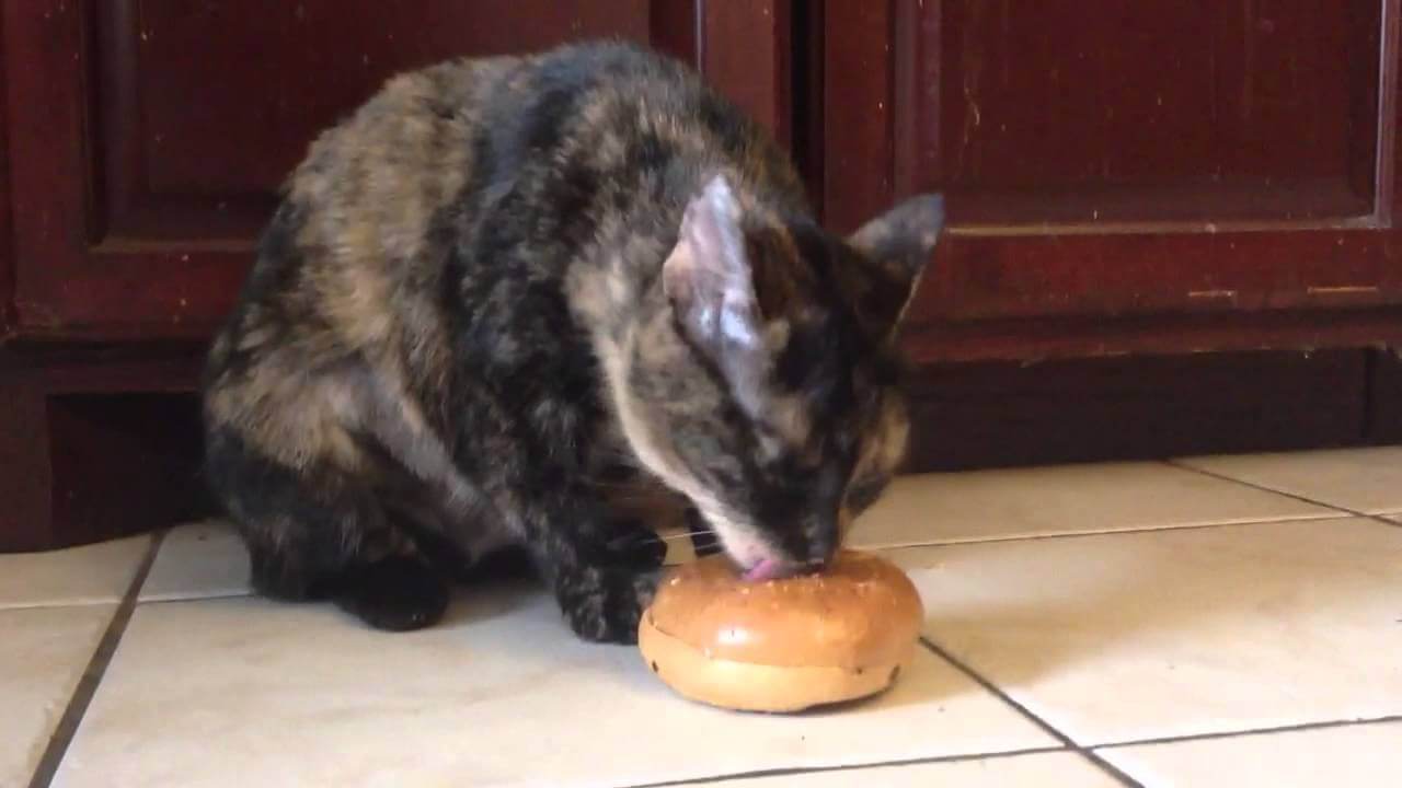 Can Cats Eat Bagels?