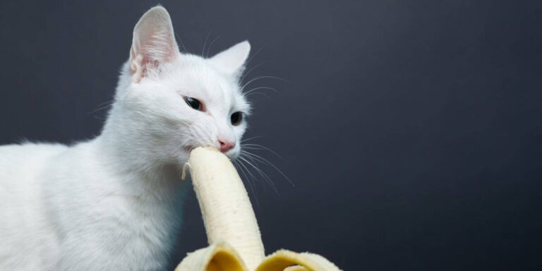 Can Cats Eat Bananas? A Comprehensive Guide for Cat Owners