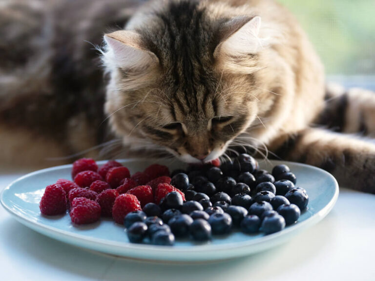 Can Cats Eat Blueberries? A Comprehensive Guide For Cat Owners
