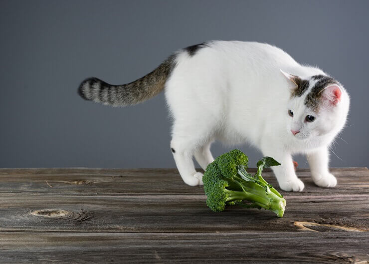 Can Cats Eat Broccoli? A Comprehensive Guide For Cat Owners