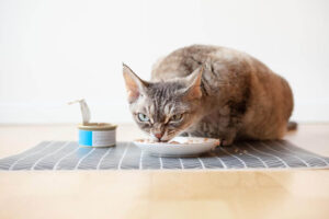 Can Cats Eat Canned Tuna