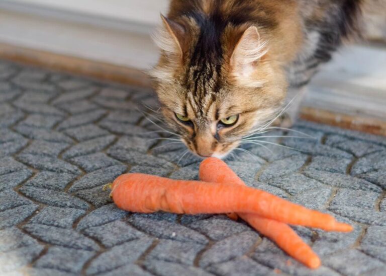 Can Cats Eat Carrots? A Comprehensive Guide For Cat Owners