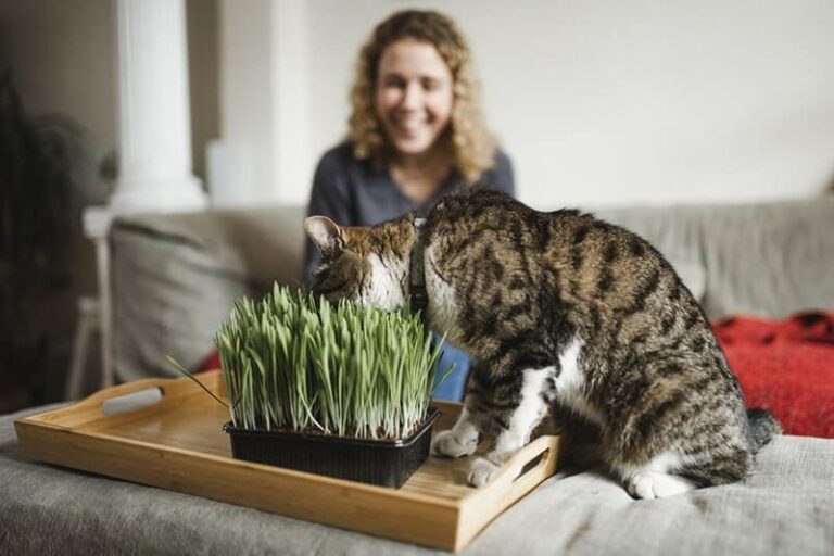 Can Cats Eat Catnip? A Comprehensive Guide For Cat Owners