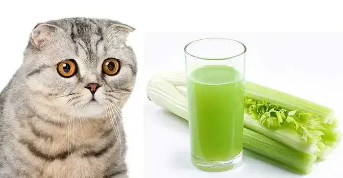 Can Cats Eat Celery? A Comprehensive Guide For Cat Owners