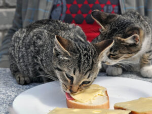 Can Cats Eat Cheese?